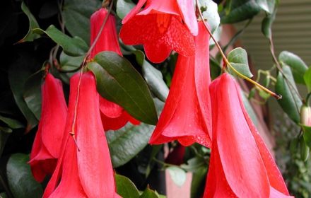 Lapageria Rosea - National flower of Chile